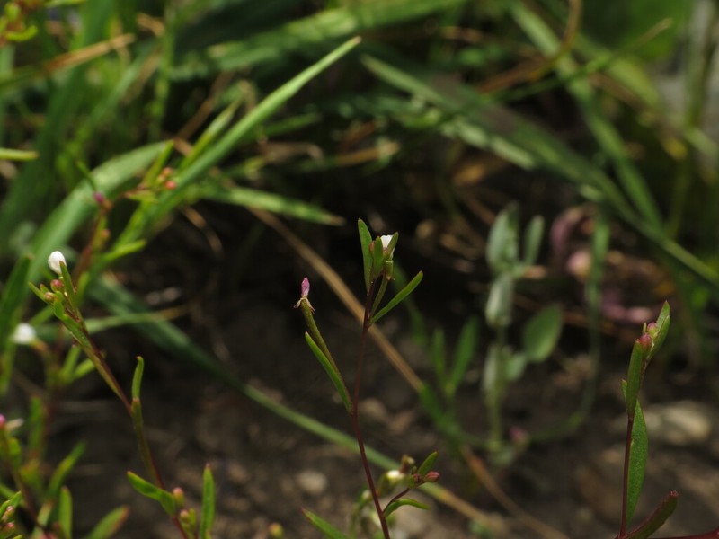Dwarf Groundsmoke photo 3