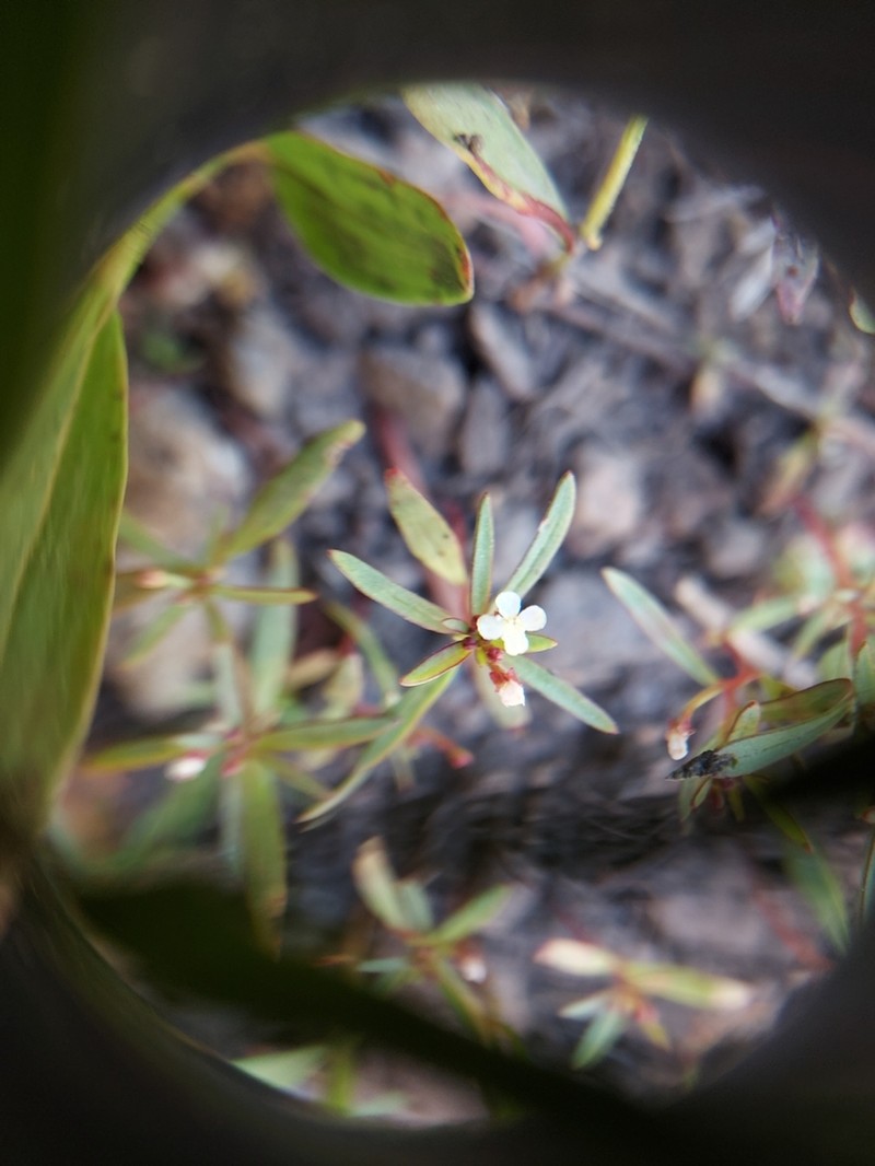 Dwarf Groundsmoke photo 4