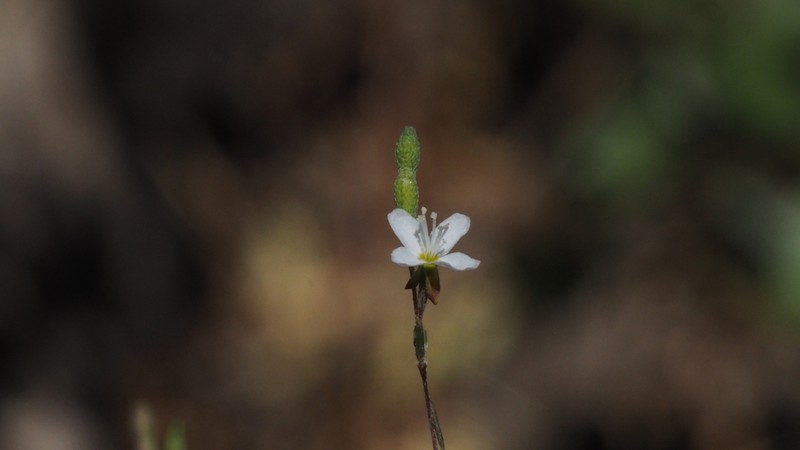 Pinegrove Groundsmoke photo 4