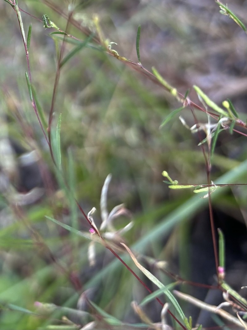 Pinegrove Groundsmoke photo 8