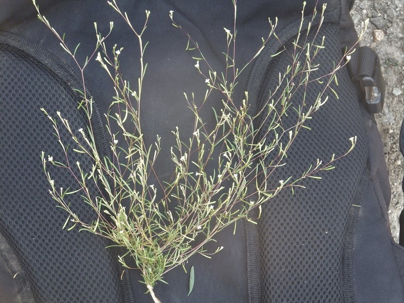 Pinyon Groundsmoke photo 2
