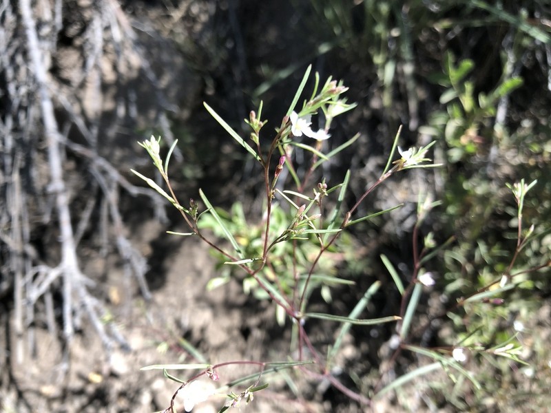 Pinyon Groundsmoke photo 3