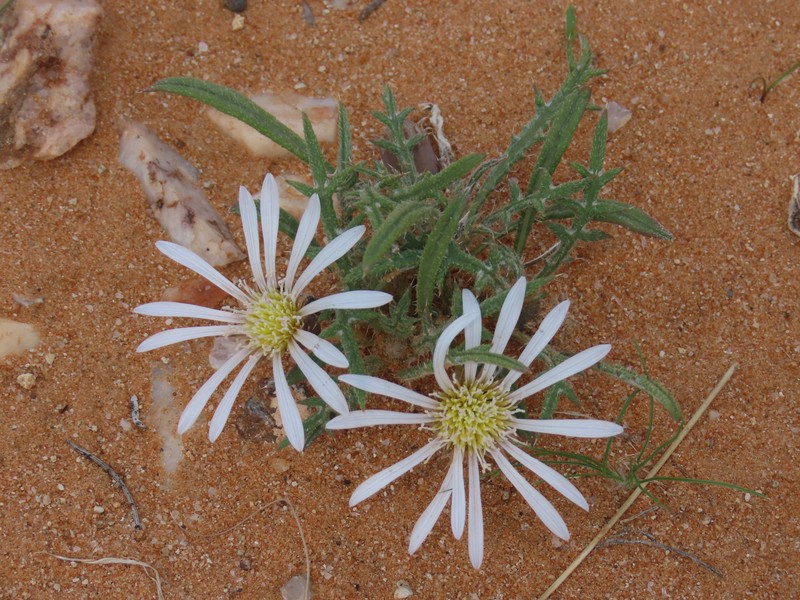 Gazania jurineifolia subsp. scabra
