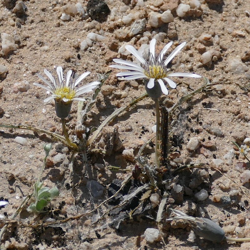 Gazania jurineifolia subsp. scabra photo 2