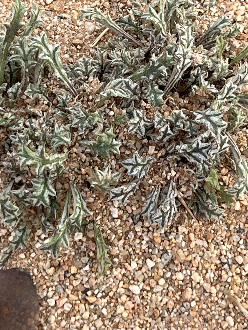 Gazania jurineifolia subsp. scabra photo 4