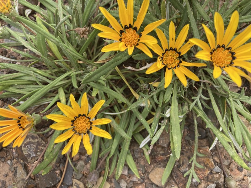Gazania krebsiana subsp. arctotoides