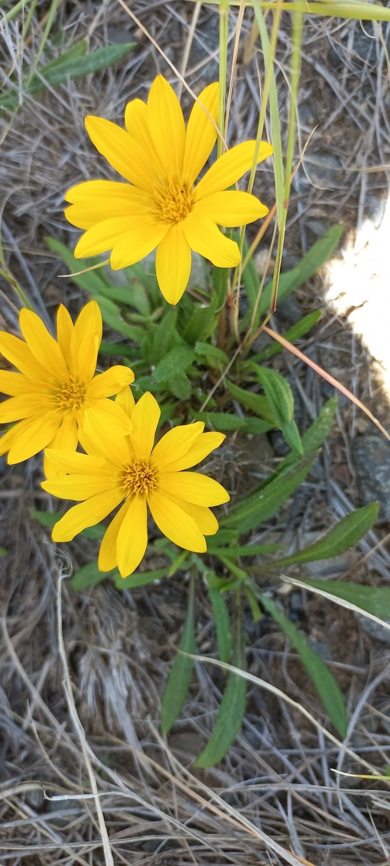 Gazania krebsiana subsp. arctotoides photo 2