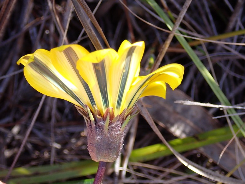 Gazania krebsiana subsp. arctotoides photo 3