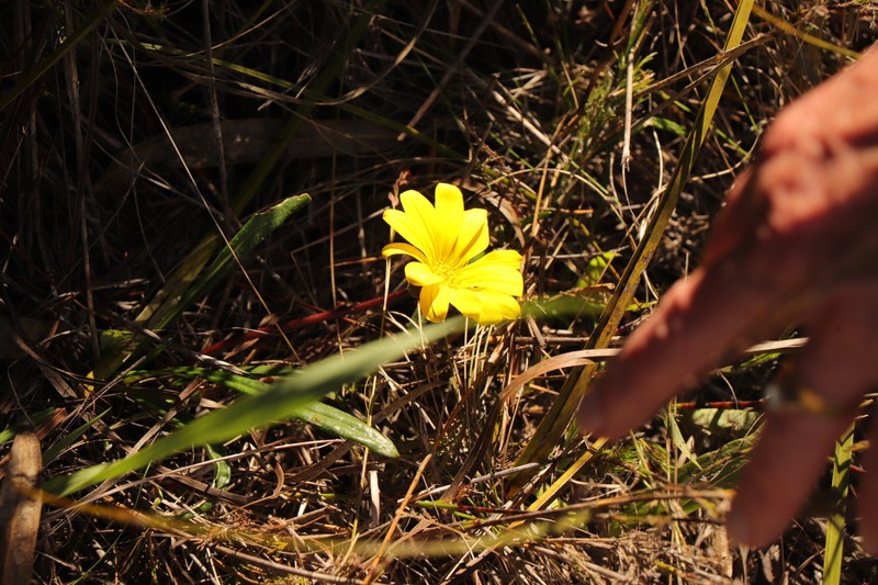 Gazania krebsiana subsp. arctotoides photo 4
