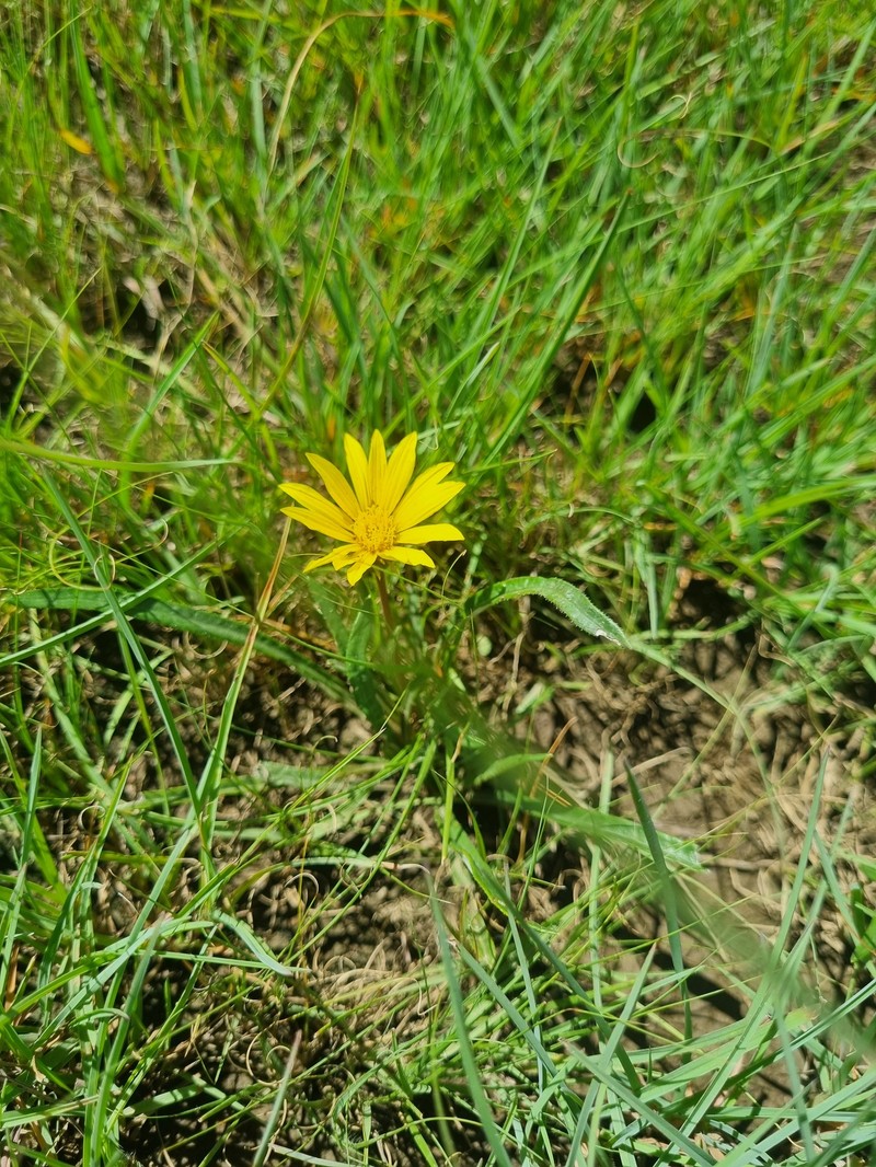 Gazania krebsiana subsp. serrulata