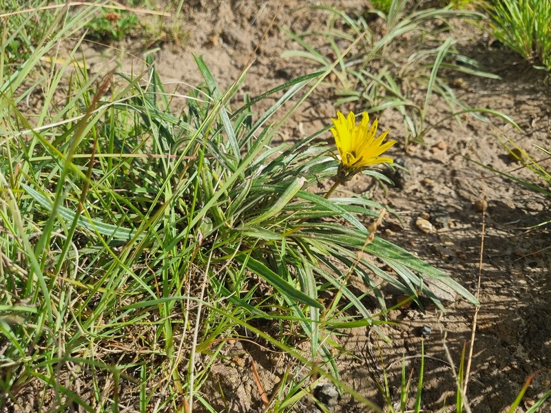 Gazania krebsiana subsp. serrulata photo 2