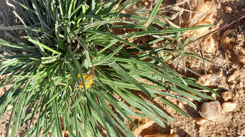 Gazania krebsiana subsp. serrulata photo 3
