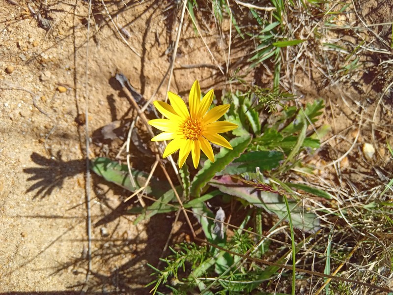 Gazania krebsiana subsp. serrulata photo 4