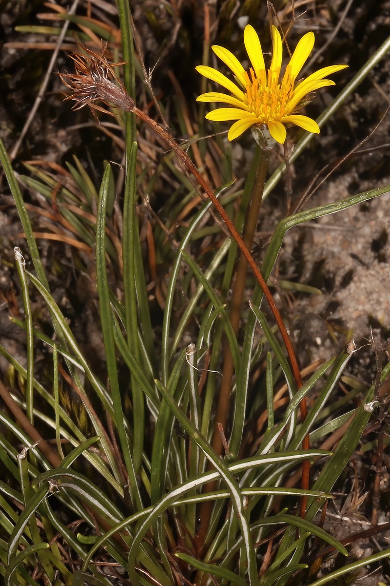 Treasureflower