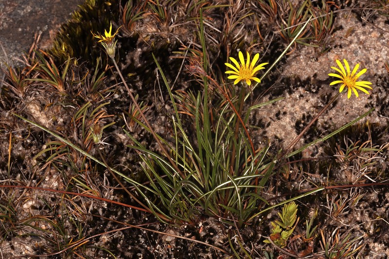 Treasureflower photo 5
