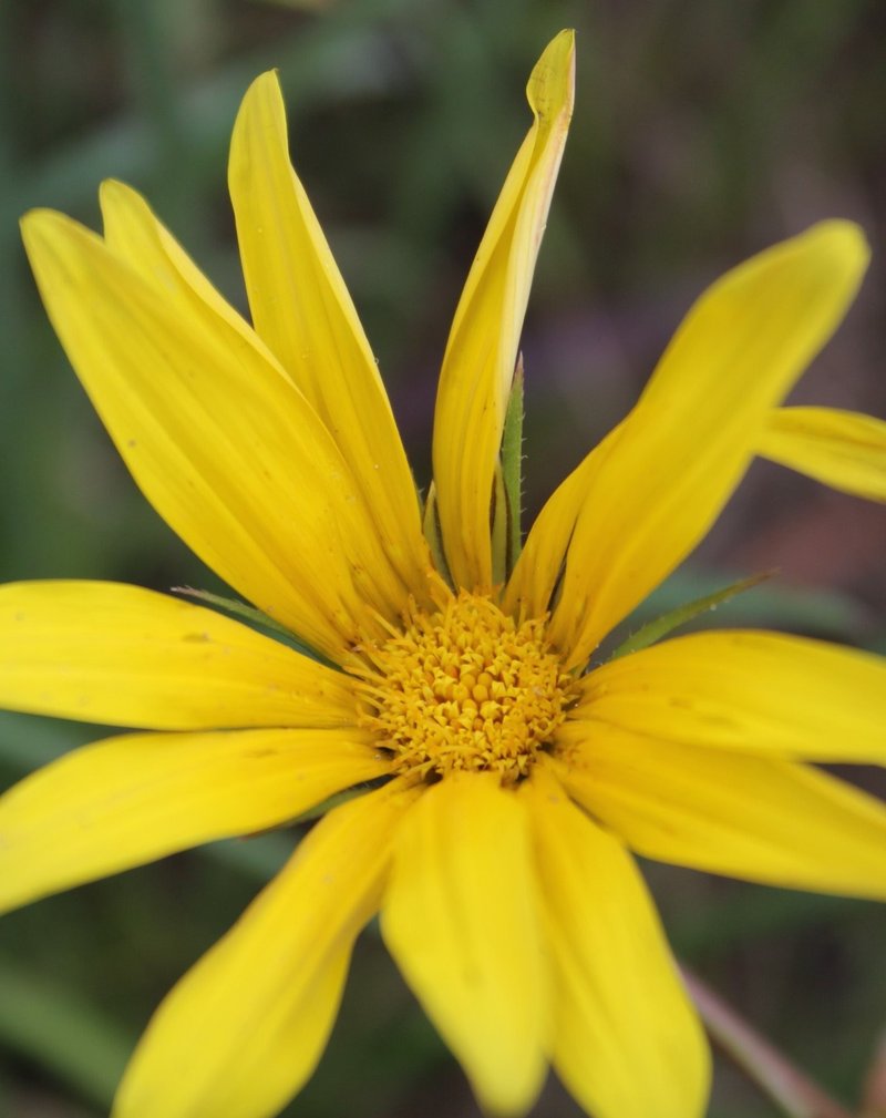 Treasureflower photo 7