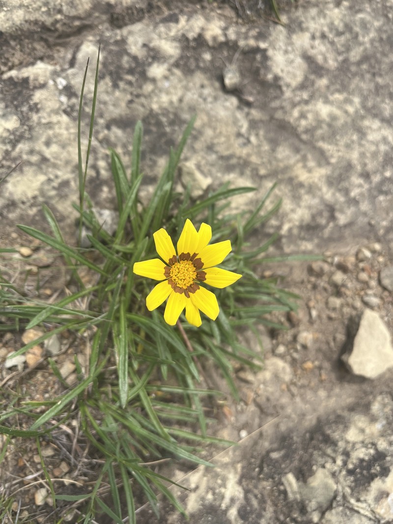 Gazania linearis var. linearis