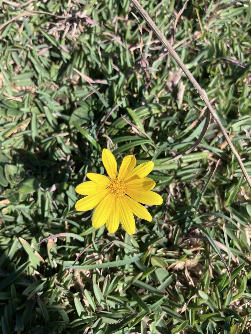 Gazania linearis var. linearis photo 2