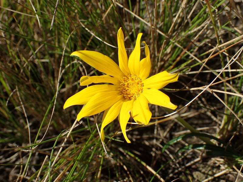 Gazania linearis var. linearis photo 3