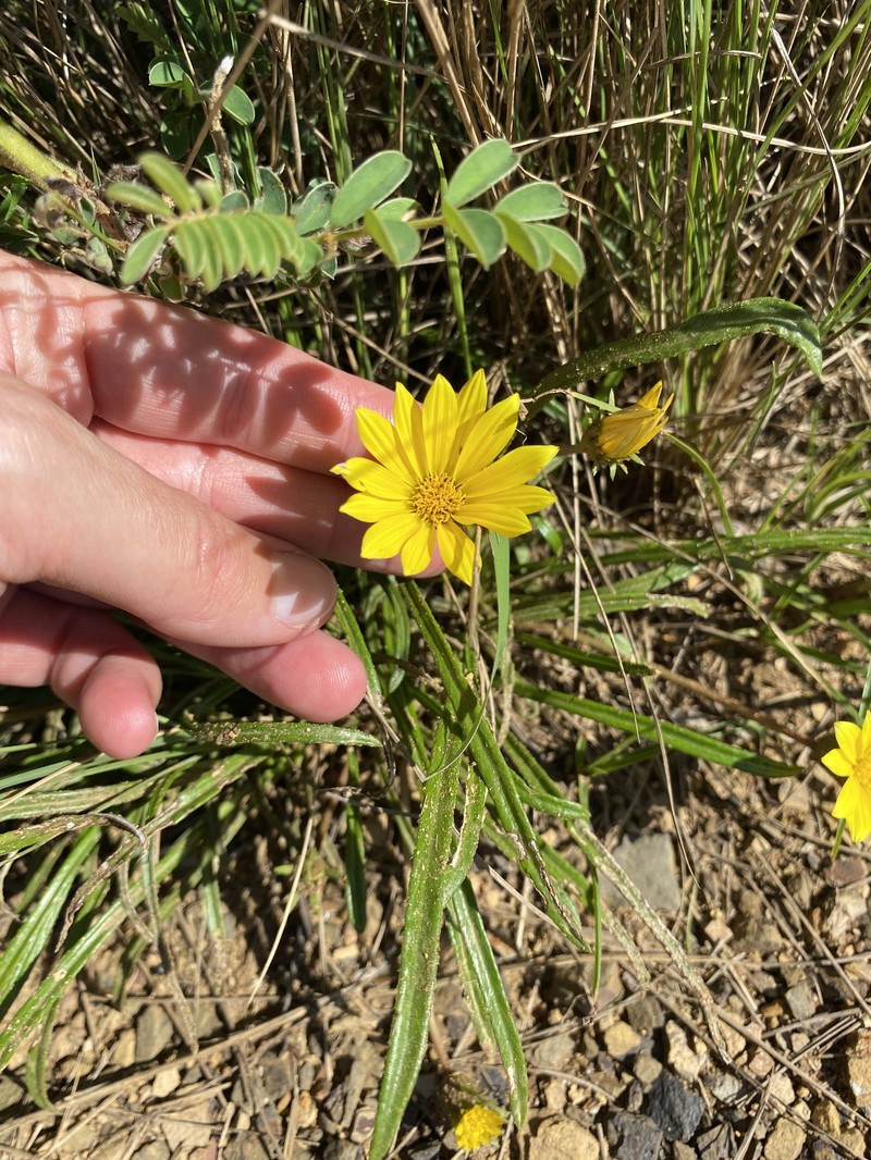 Gazania linearis var. linearis photo 4
