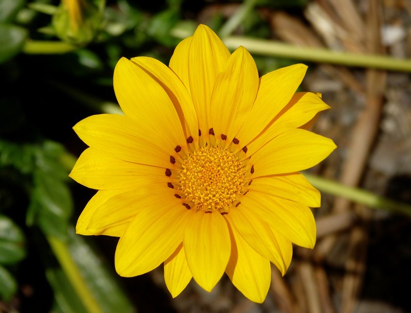 Treasure-Flower