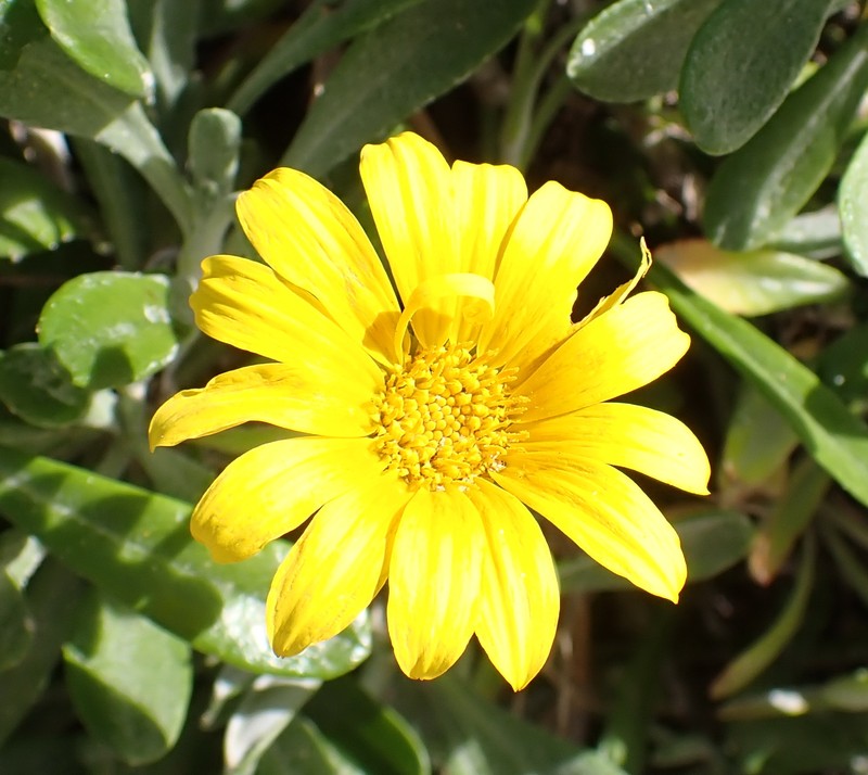 Gazania rigens var. leucolaena photo 2