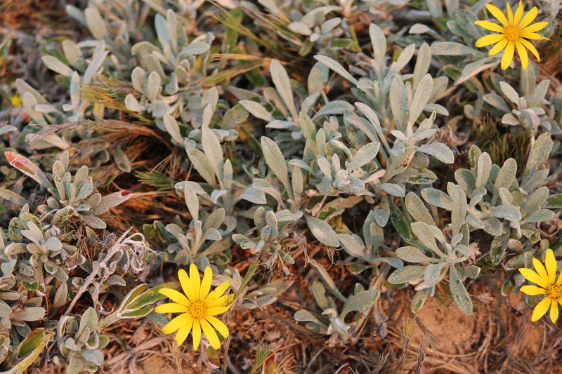Gazania rigens var. leucolaena photo 3