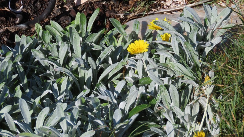 Gazania rigens var. leucolaena photo 4