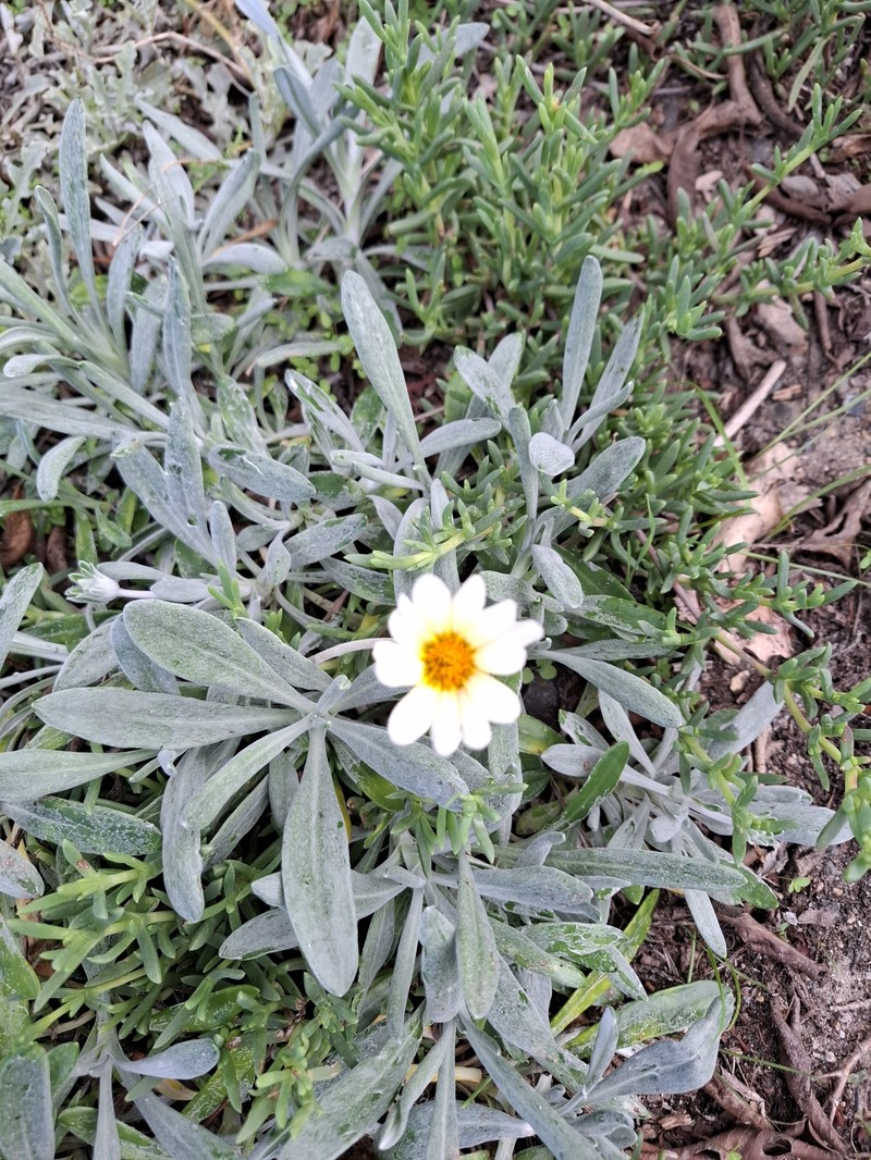 Gazania rigens var. leucolaena photo 5