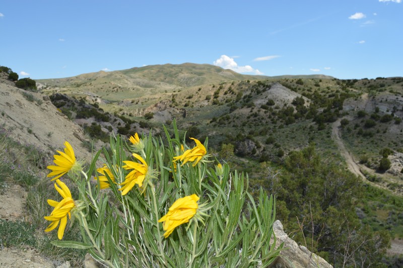 Gazania rigens var. leucolaena