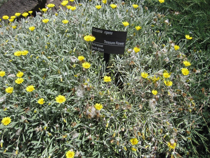 Gazania rigens var. leucolaena photo 6