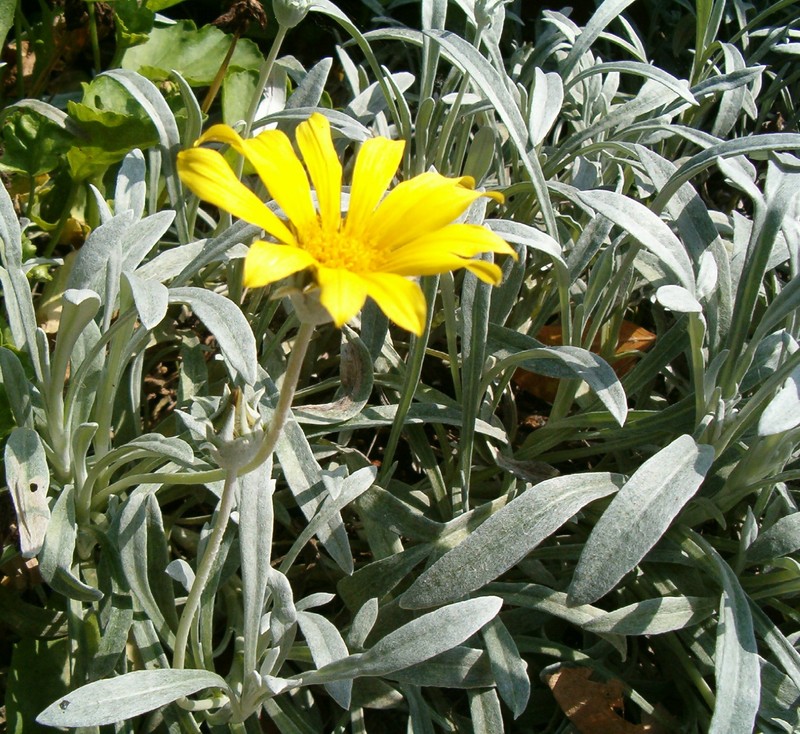 Gazania rigens var. leucolaena photo 7