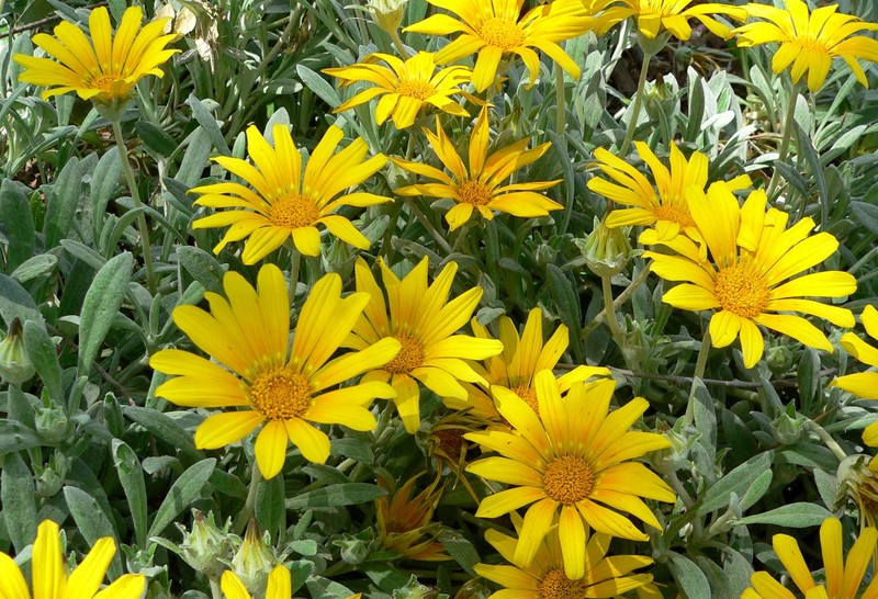 Gazania rigens var. leucolaena photo 8