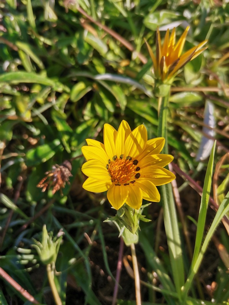 Gazania rigens var. rigens photo 2