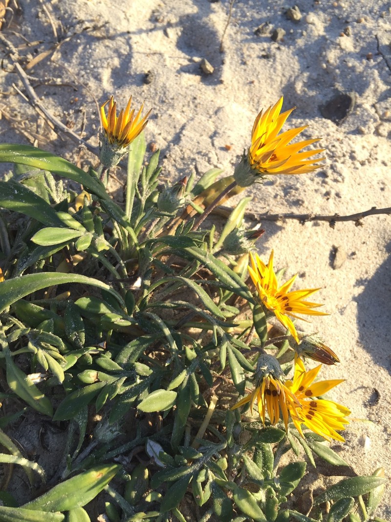 Gazania rigens var. rigens photo 3