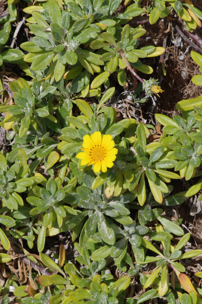 Gazania rigens var. rigens photo 4
