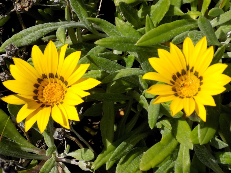 Gazania rigens var. rigens photo 5