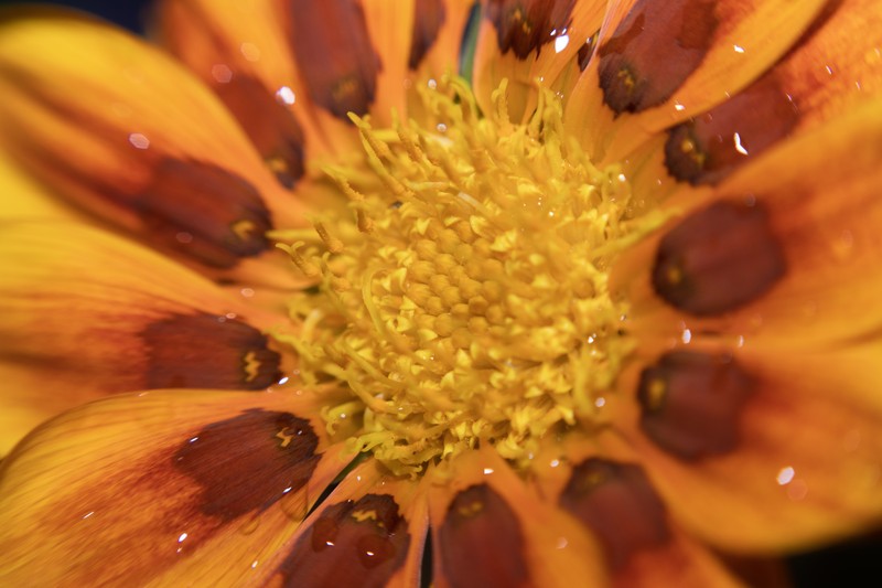 Gazania rigens var. rigens