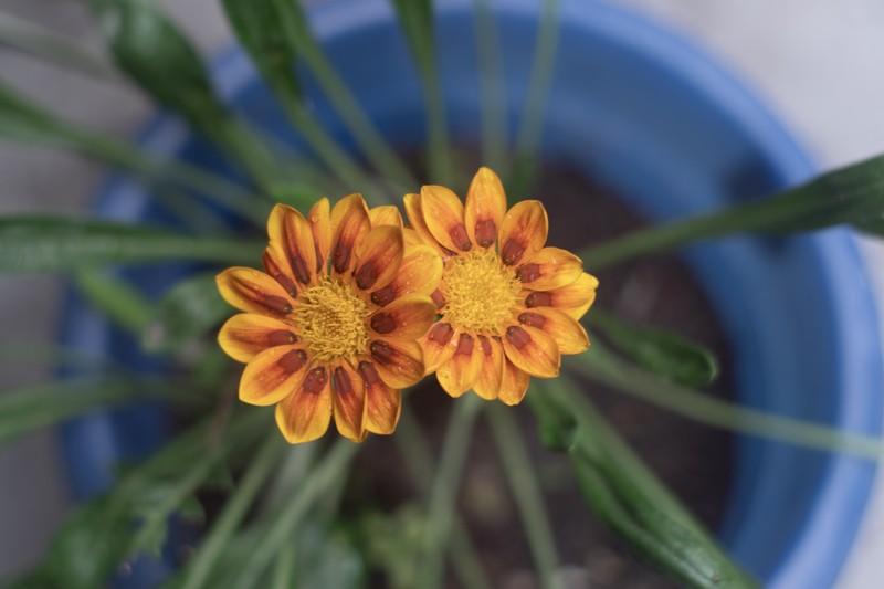 Gazania rigens var. rigens photo 6
