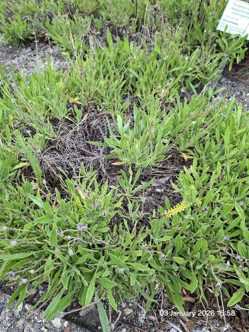 Gazania rigens var. uniflora photo 2