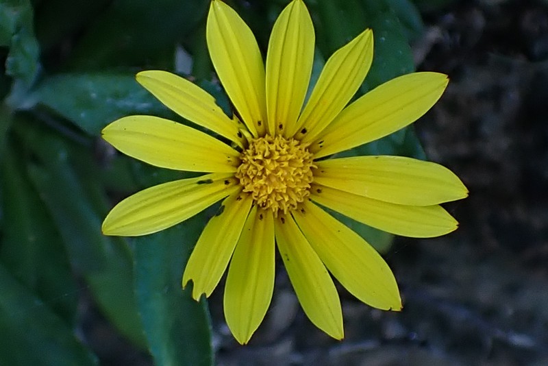 Gazania rigens var. uniflora photo 3