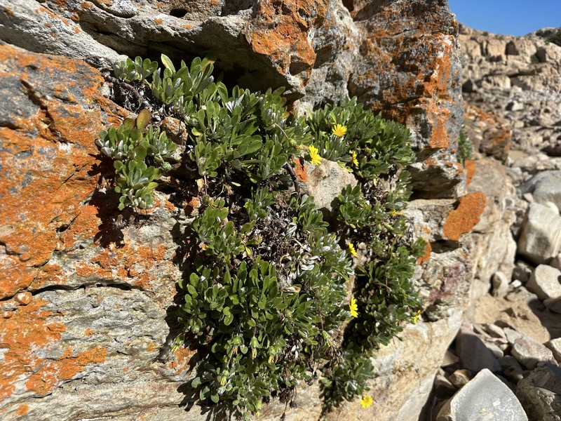 Gazania rigens var. uniflora photo 4