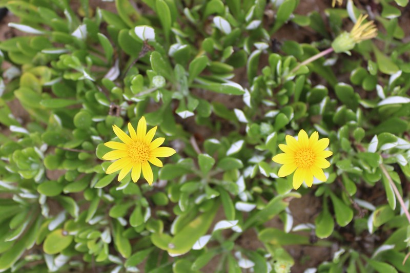 Gazania rigens var. uniflora photo 5