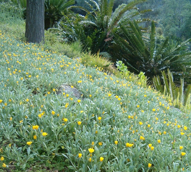 Gazania rigens var. uniflora