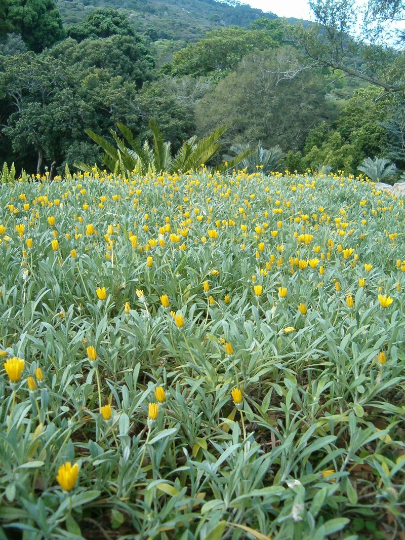 Gazania rigens var. uniflora photo 6
