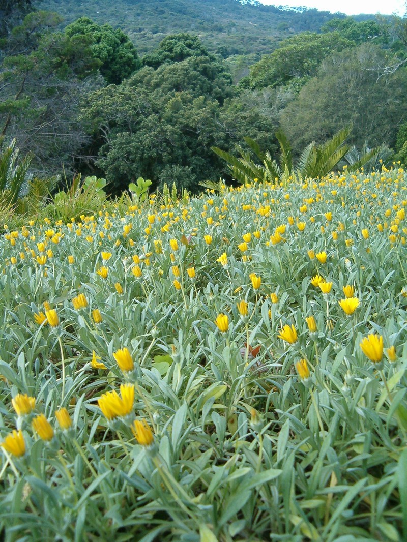 Gazania rigens var. uniflora photo 7