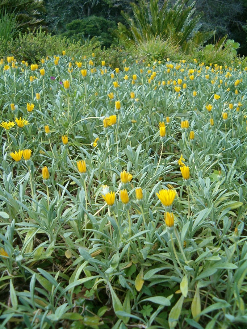 Gazania rigens var. uniflora photo 8