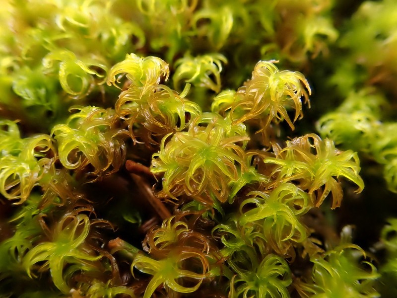 Giant Geheebia Moss