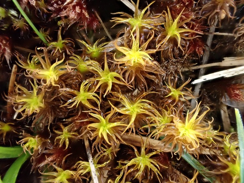 Giant Geheebia Moss photo 2