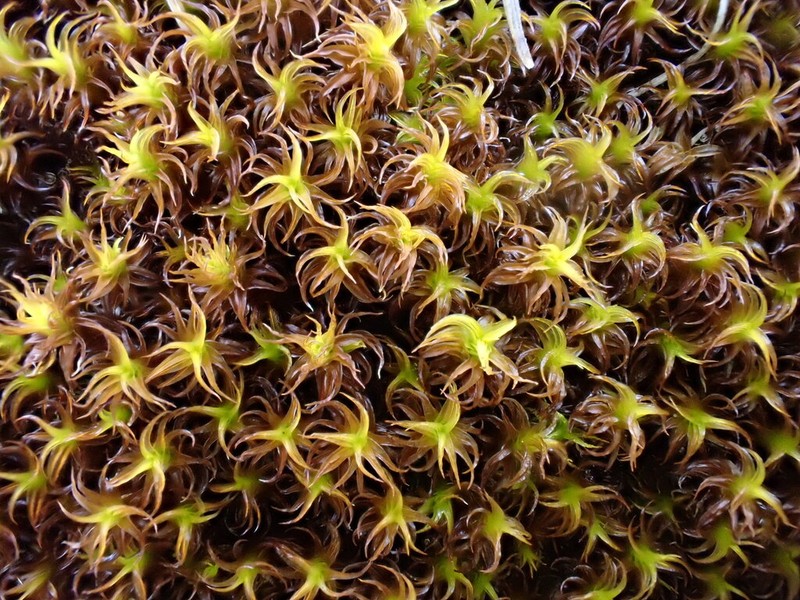 Giant Geheebia Moss photo 3